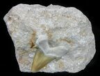 Otodus Shark Tooth Fossil In Rock - Eocene #60198-1